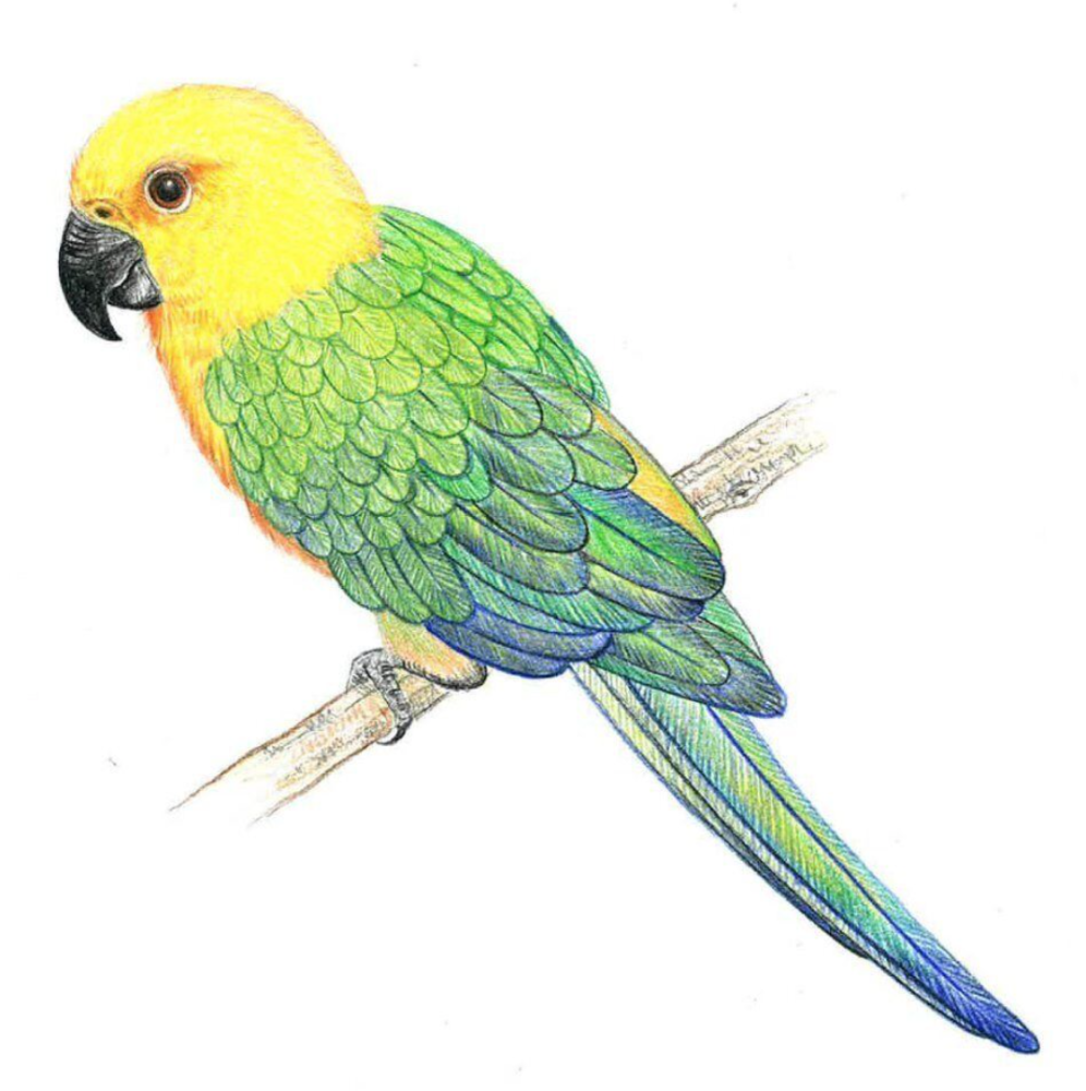 Tombow CI-RV3 colour pencil IROJITEN dandelion
